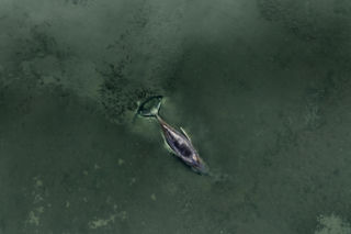 Humbak utknął u północnych wybrzeży Niemiec