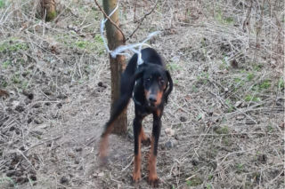  Przywiązał psa do drzewa. Dostał pół roku więzienia!