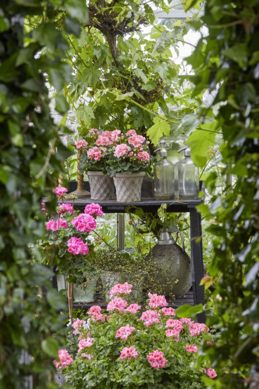 Pelargonie w letnim ogrodzie