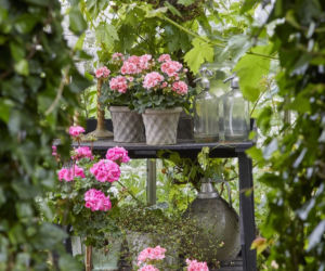 Pelargonie w letnim ogrodzie