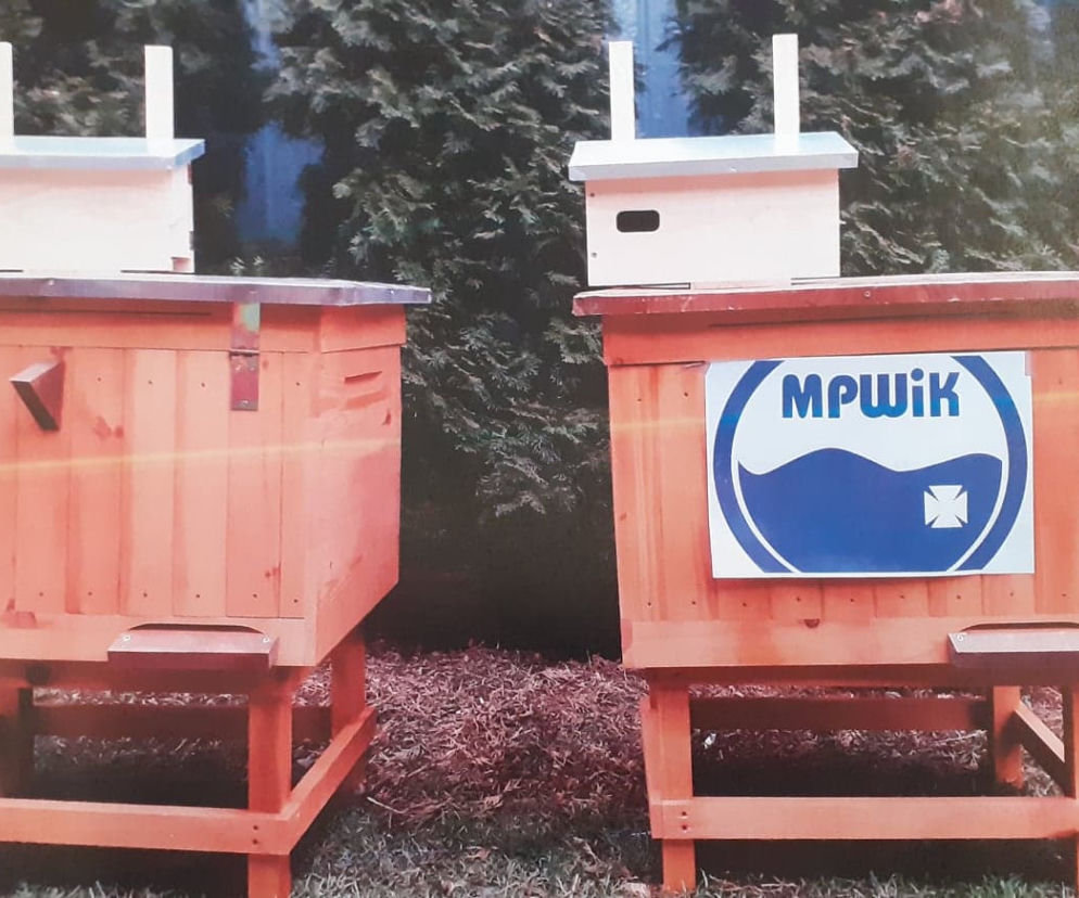 RZESZÓW:  Pszczoły w miejskich pasiekach będą już wiosną!