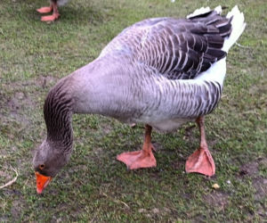 Półroczna Lusia udusiła się w paczce