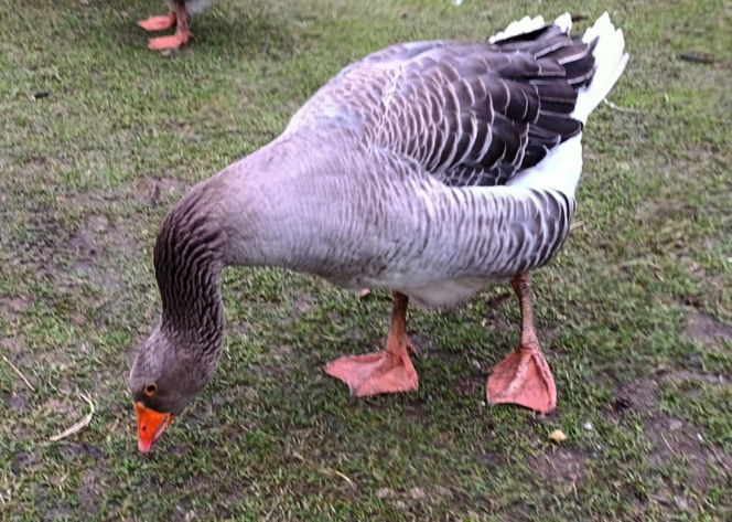 Półroczna Lusia udusiła się w paczce