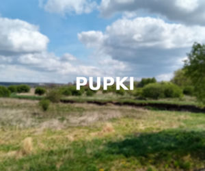 Pupki