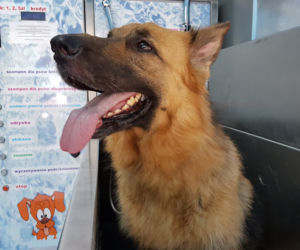 Samoobsługowa myjnia psów we Wrocławiu