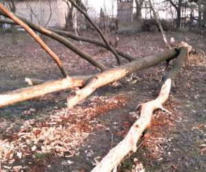 Bobry zadomowiły się w Tarnowie