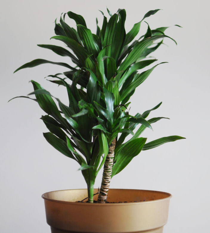 Dracena deremeńska