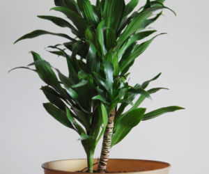 Dracena deremeńska