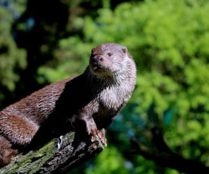 Chorzów: Otwarcie zoo i OGROMNA kolejka! Każdy chce zobaczyć pingwiny