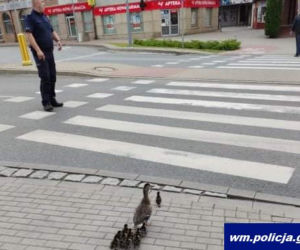 Tym razem bez mandatu! Policja eskortowała nieodpowiedzialnych pieszych