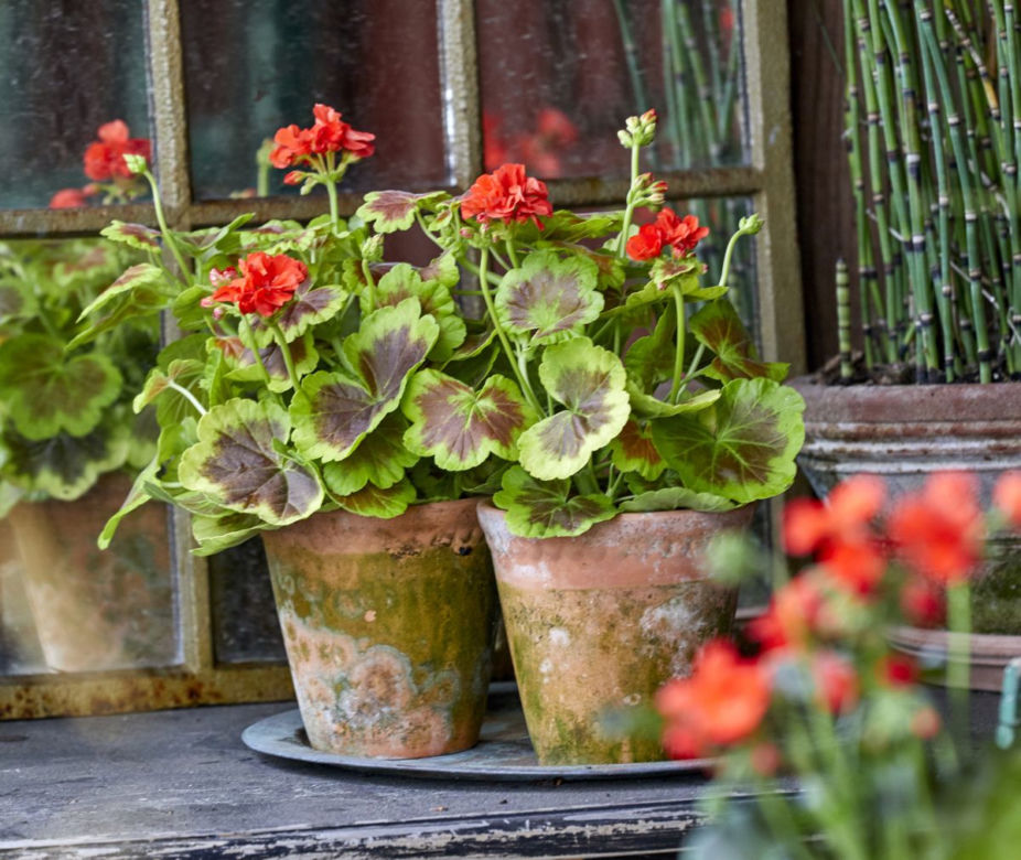 Pelargonie rabatowe