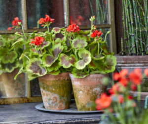 Pelargonie rabatowe