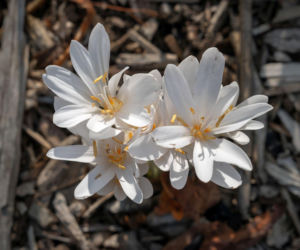 Zimowit jesienny, odmiana 'Alboplenum'