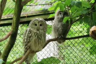 Puszczyki uralskie z poznańskiego zoo trafiły do Austrii