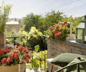 Pelargonie na balkonie