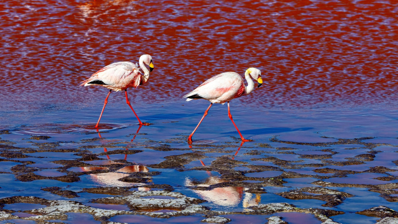Laguna Colorada Jezioro w Boliwii