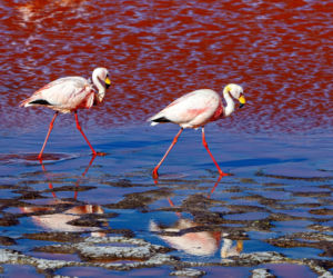 Laguna Colorada Jezioro w Boliwii