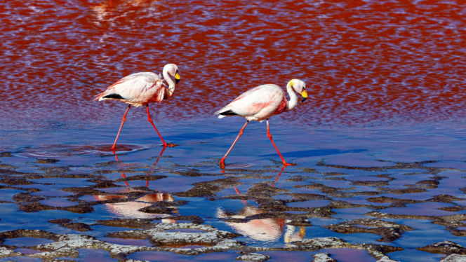 Laguna Colorada Jezioro w Boliwii
