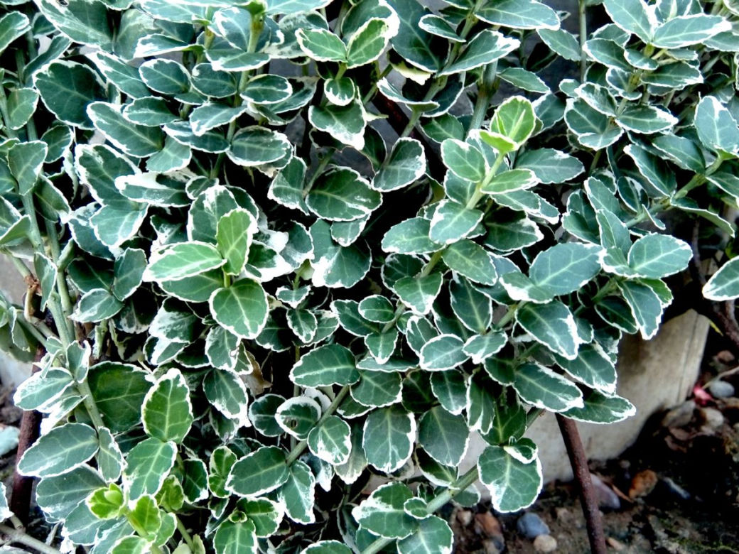 Trzmielina Fortune'a