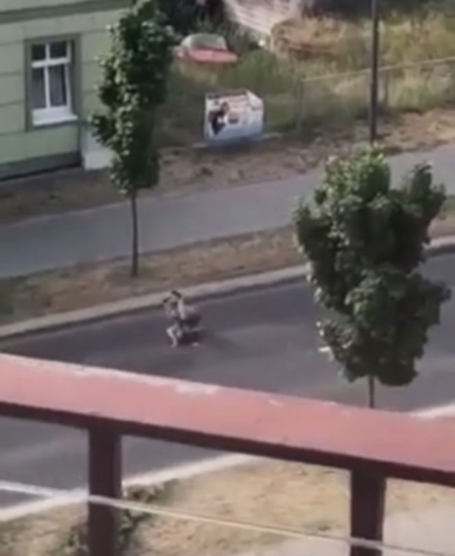 Zombie zabija już w Polsce
