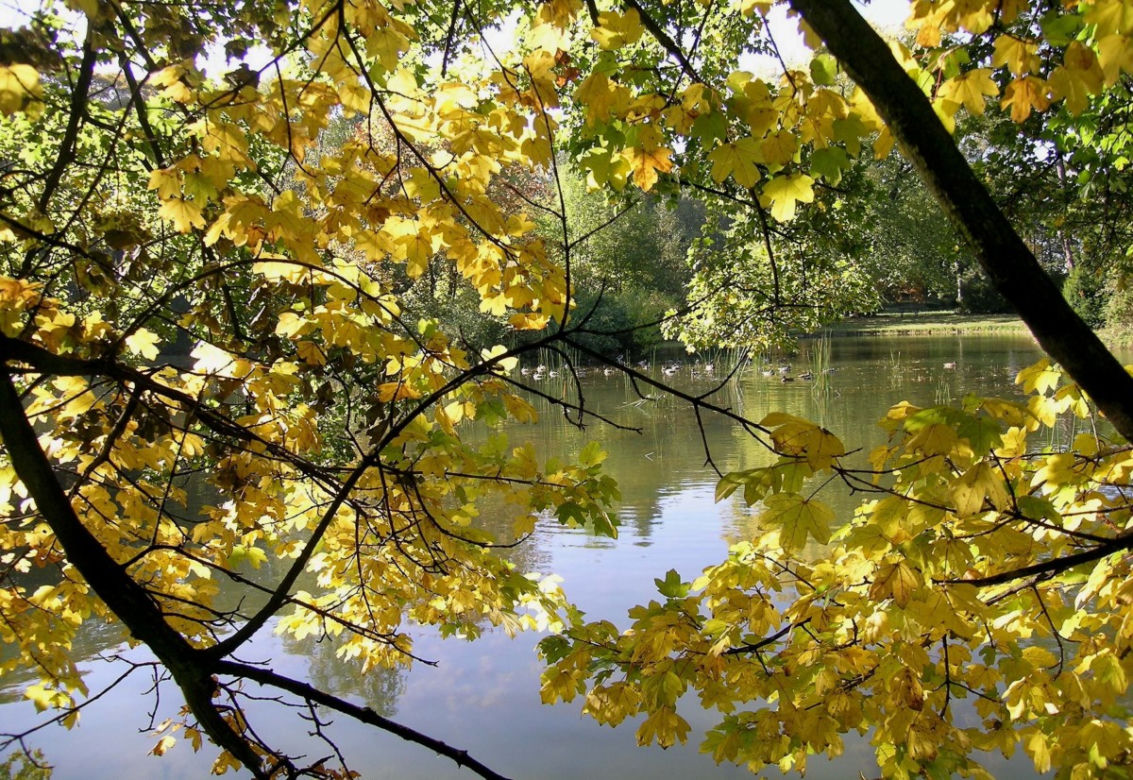 drzewa, alergia, park