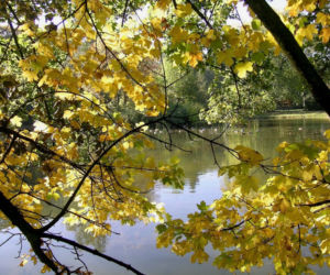 drzewa, alergia, park