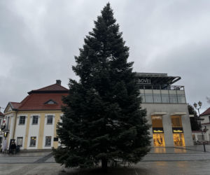 Wielki choinka stanęła na Rynku Kościuszki