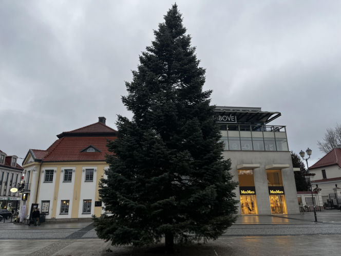 Wielki choinka stanęła na Rynku Kościuszki