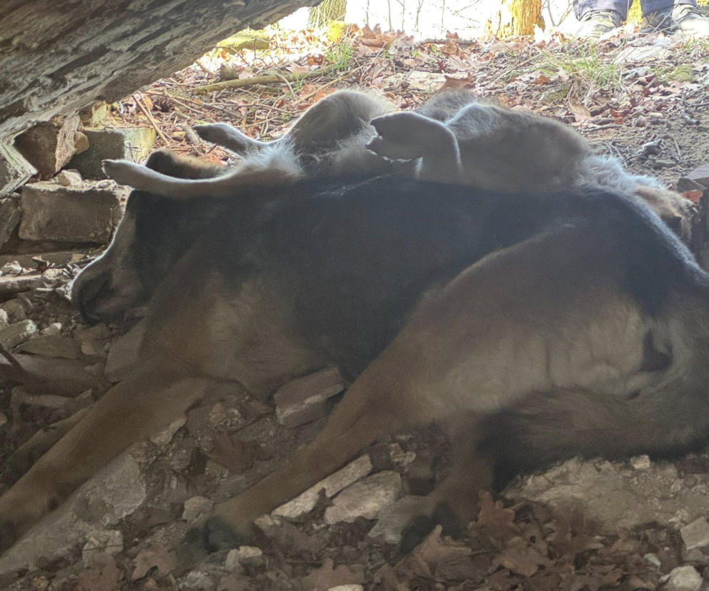 Martwe psy w kapliczce na Dolnym Śląsku. Organizacja apeluje o pomoc