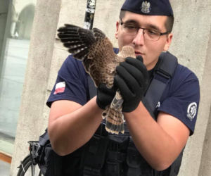Policjanci z Małopolski uratowali pustułkę