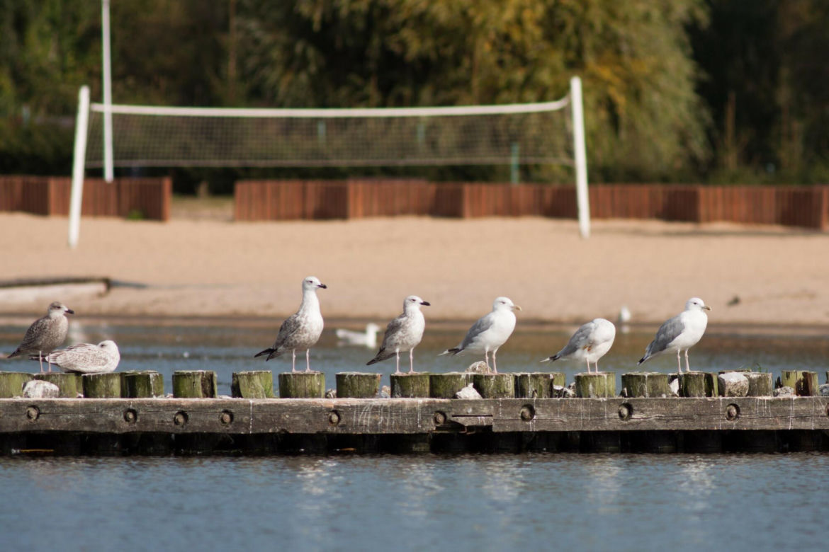Oto najpiękniejsza plaża w Polsce według czytelników Travelist. Turyści nazywają ją "Majorką Północy"