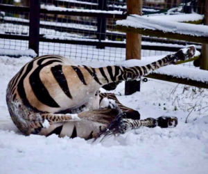 Zimowe harce na śniegu - zwierzaki z płockiego zoo szaleją ZOBACZ ZDJĘCIA!