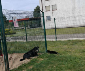 Niedziela z czworonogami. Przytulisko dla psów w Poniecu zaprasza na dzień otwarty