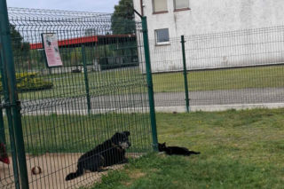 Niedziela z czworonogami. Przytulisko dla psów w Poniecu zaprasza na dzień otwarty