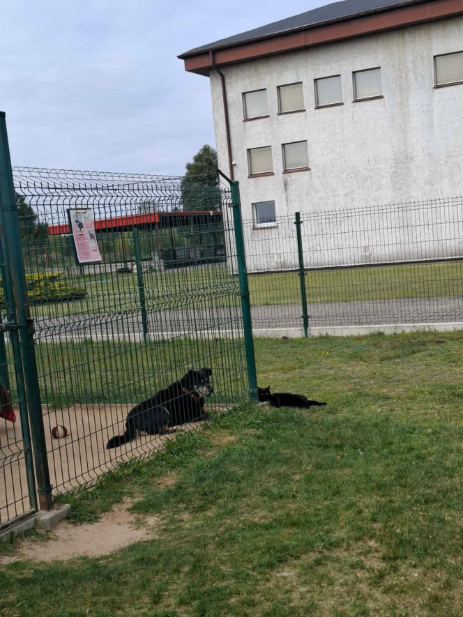 Niedziela z czworonogami. Przytulisko dla psów w Poniecu zaprasza na dzień otwarty