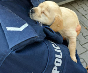 Policjanci z Kutna przygarnęli szczeniaki