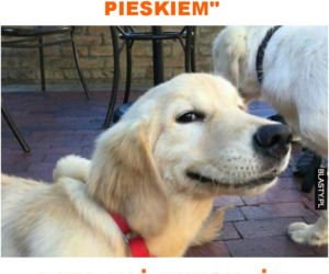 Dzień Psa 2026. Te memy pisało samo życie!