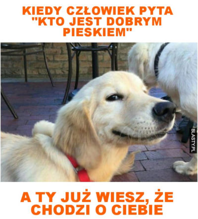 Dzień Psa 2026. Te memy pisało samo życie!