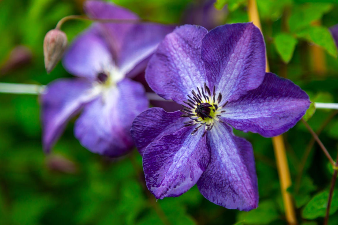 Clematis Venosa Violacea 