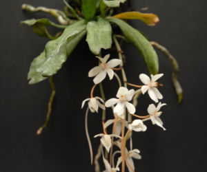 Aerangis