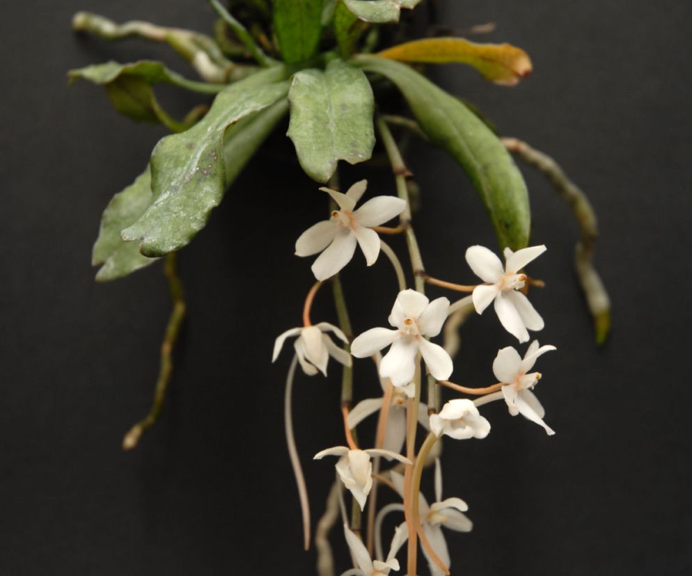 Aerangis