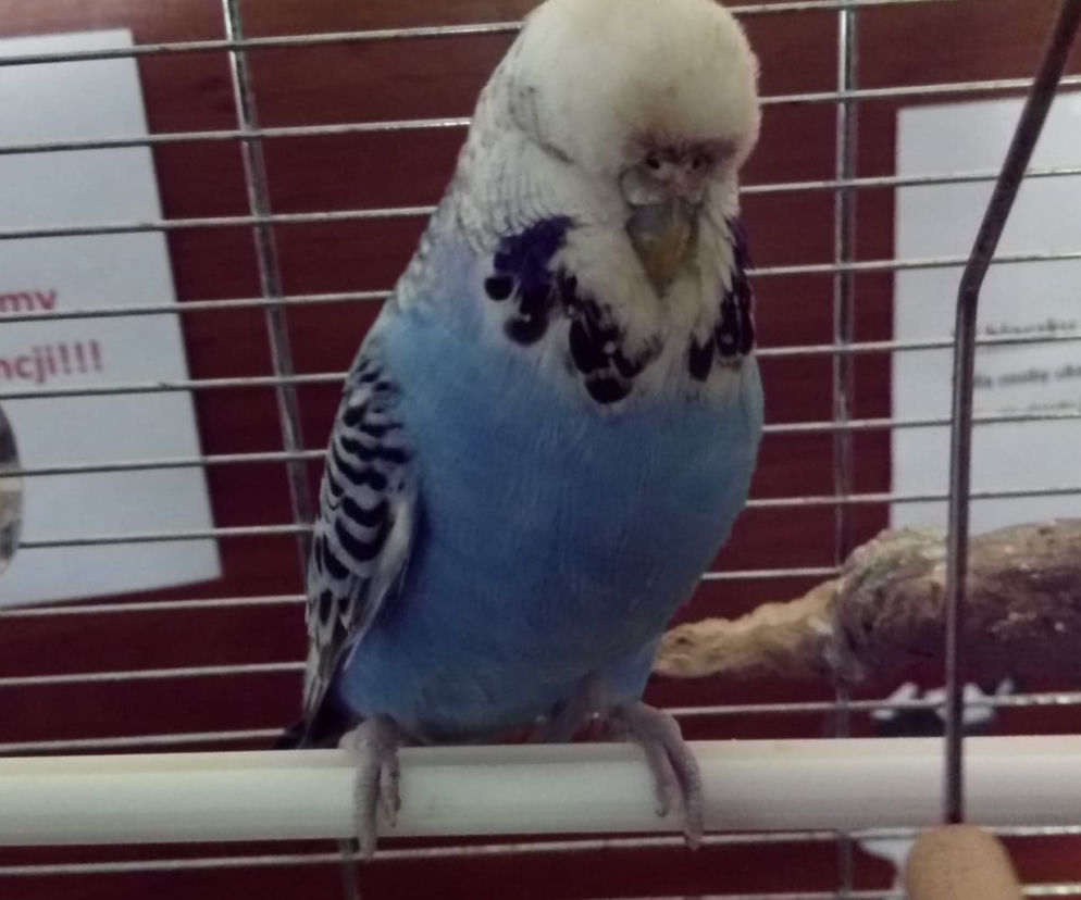 papugi