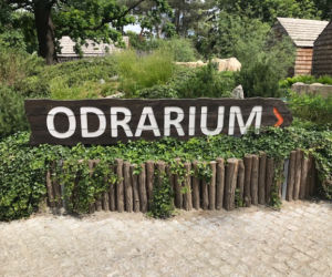 Wydry zoo Wrocław