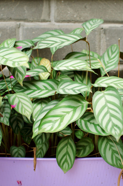 Ctenanthe setosa