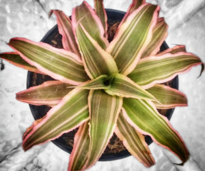 Cryptanthus 