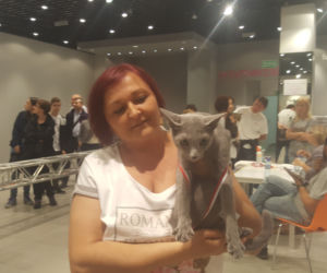 Gliwice kocią stolicą Polski. Trwa Międzynarodowa Wystawa Kotów Rasowych