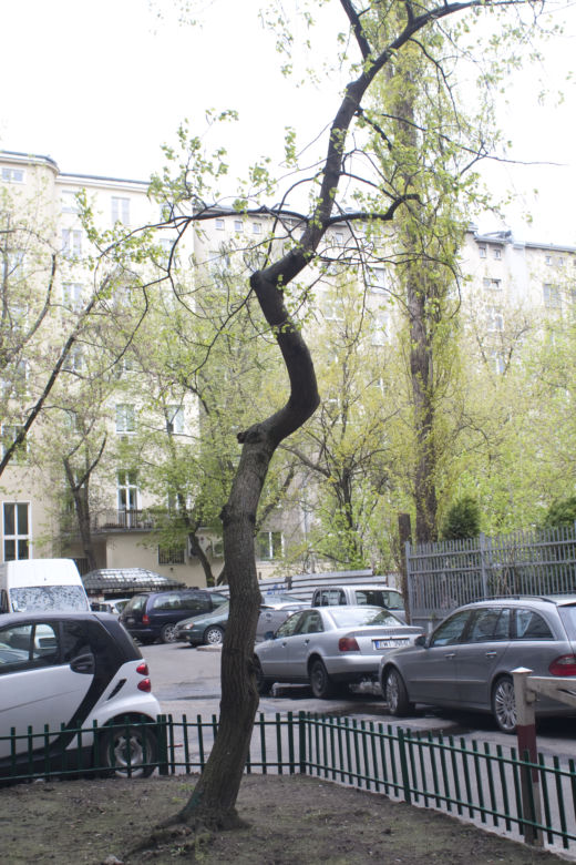 OSZUŚCI OKRADLI STARUSZKĘ NA ŚRODKU ULICY.