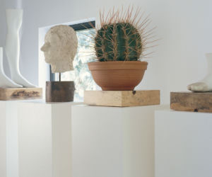 Ferocactus