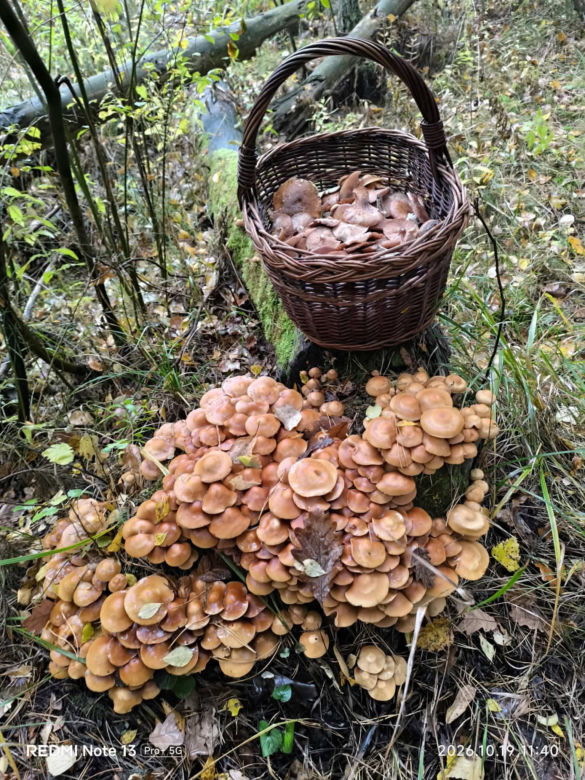 Łuskwiak zmienny