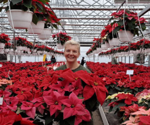 Gwiazda betlejemska to symbol Świąt Bożego Narodzenia. Jak o nią zadbać? ZDJĘCIA